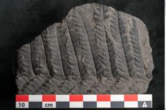 Foto (Detailansicht) von Plantae indet.  (NHMW-GEO-2024-0188-11186)